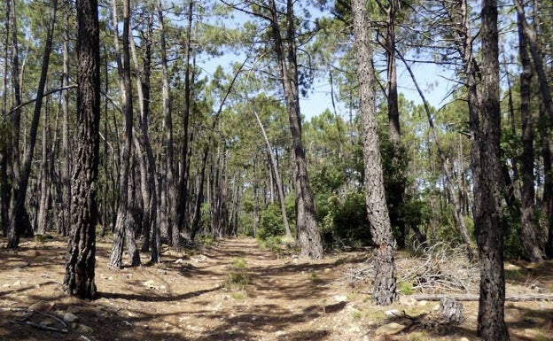 Pinar que embellece el paisaje de este regalo de la naturaleza de la provincia de Castellón. 