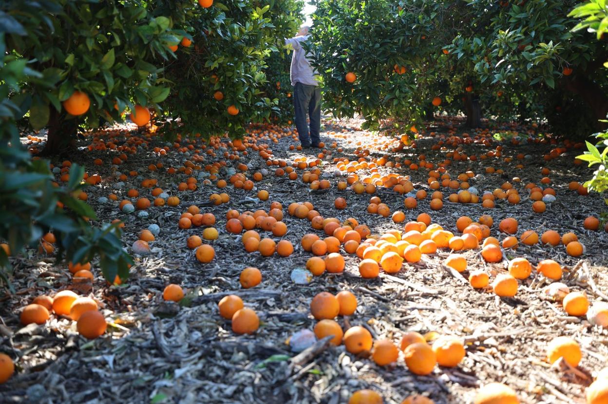 Dos desastres. Arriba, campo de naranjas con la mayor parte de la cosecha ya en el suelo. 