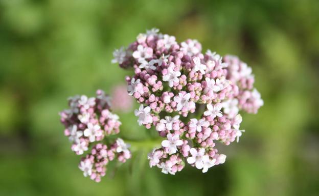 Flores de valeriana.