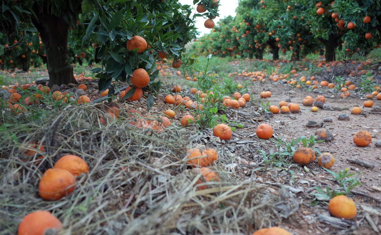 Un campo de naranjas valenciano sin recolectar. 