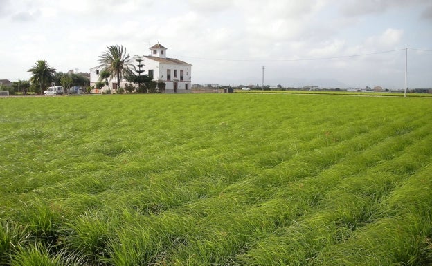 Campos de chufa en Alboraya. 