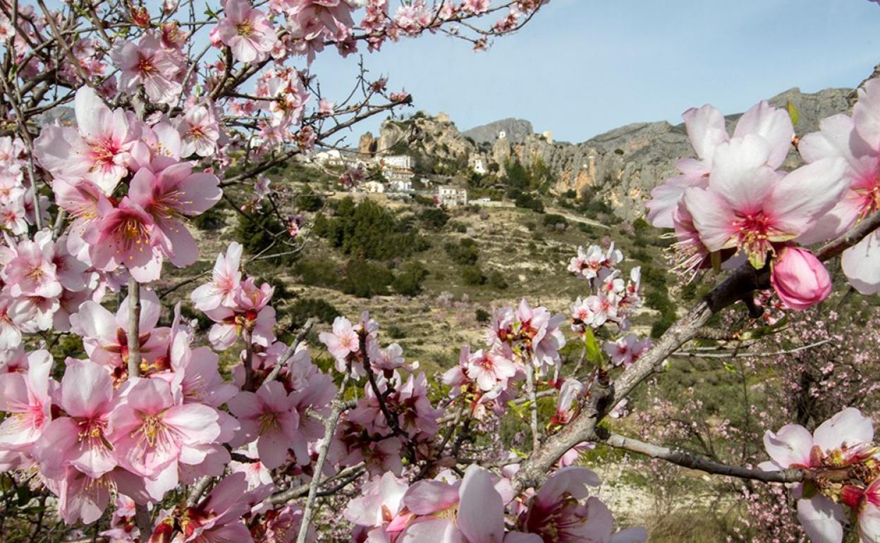 El Castell de Guadalest, al fondo, rodeado de almendros en flor