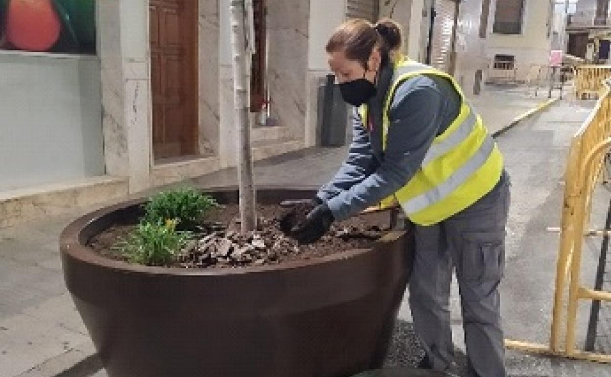 El compost que se obtiene que utiliza para abonar las plantas, jardines y zonas verdes del municipio. 