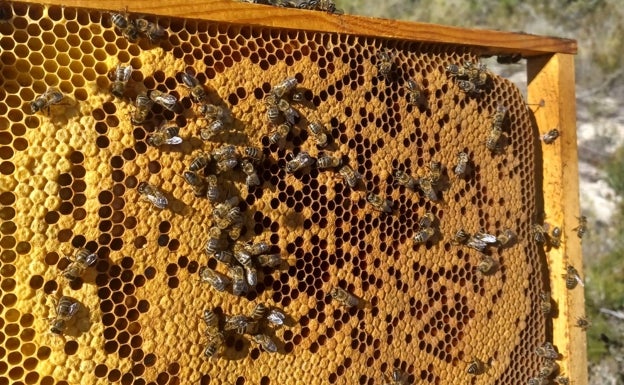 Panel de abejas donde ya se puede ver la miel. 