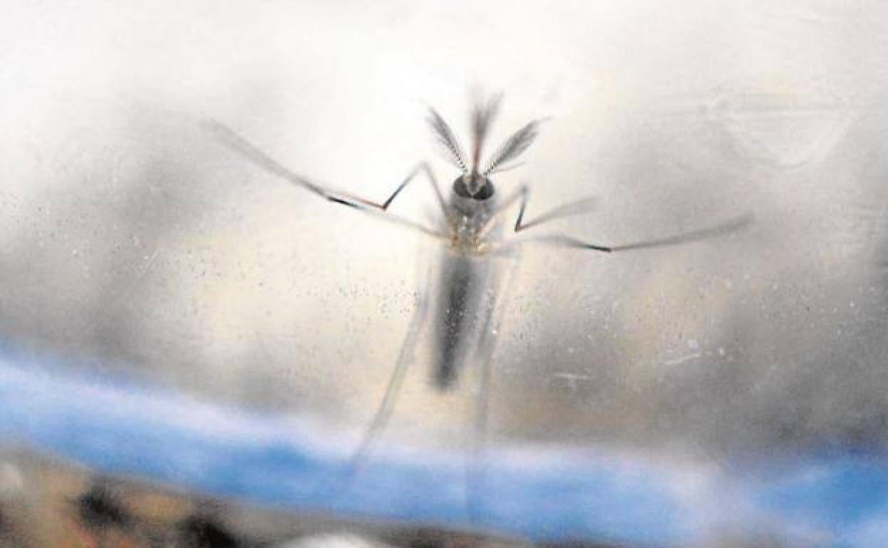 Un mosquito tigres tras el cristal. 