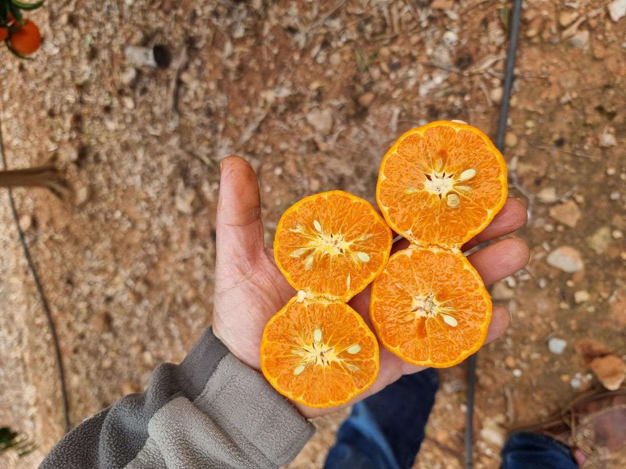 p Con semillas. Estos frutos con pepitas no gustan a nadie. En principio no las tendrían, como los de la foto de al lado, pero en floración se produjo polinización cruzada con algún híbrido y surgió el problema. lp