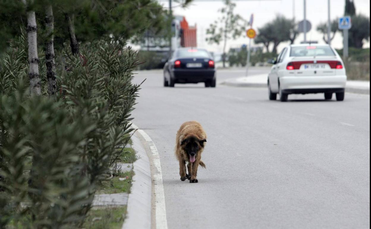 Un perro abandonado vaga junto a la cuneta de una carretera española.