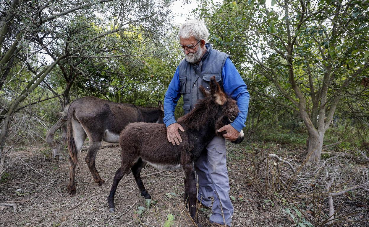 El pastor con uno de los animales. 