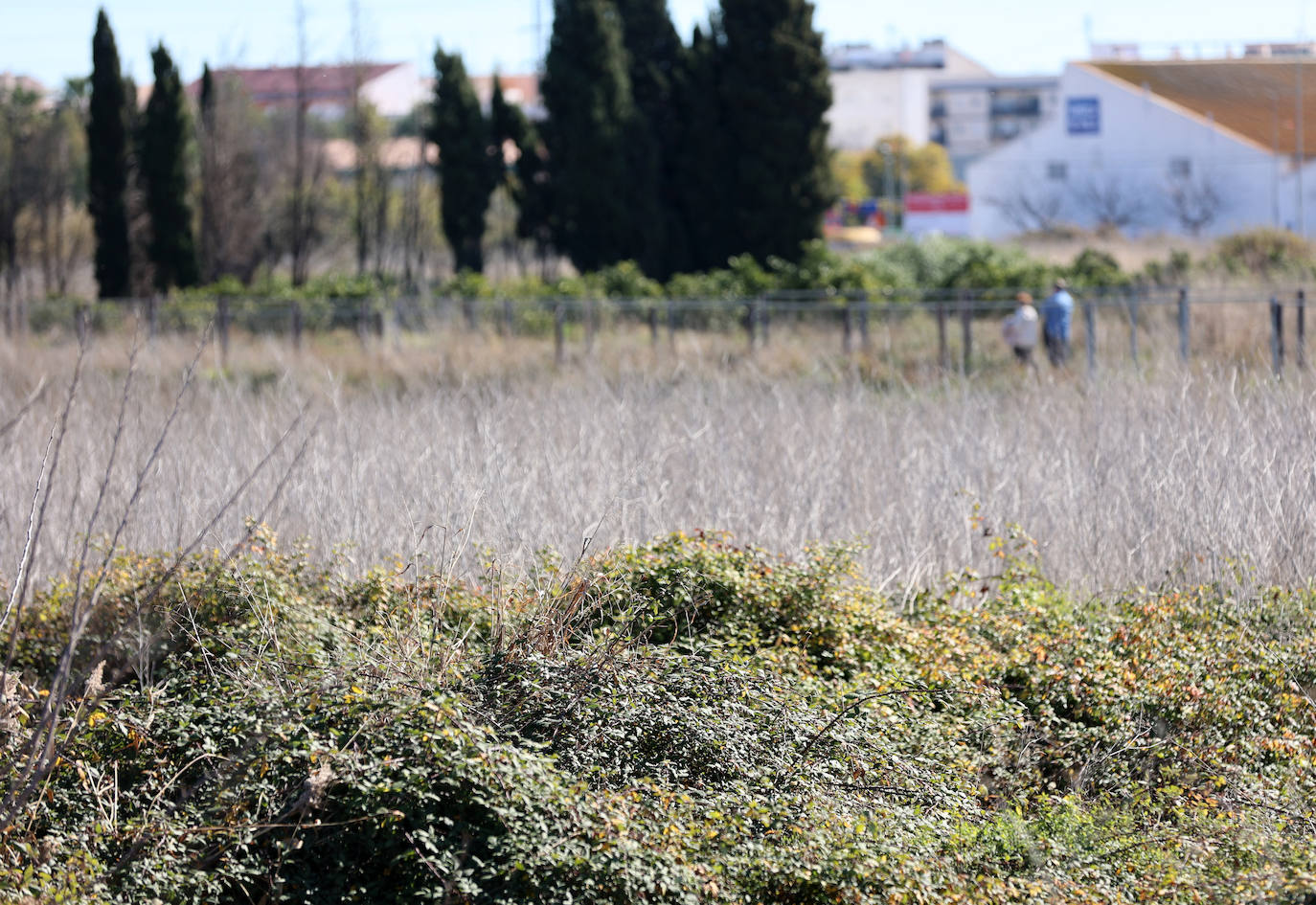 Diferencias. En l'Horta Sud proliferan cada vez más los campos abandonados y con maleza, mientras en l'Horta Nord se mantiene con primor donde se cultiva la chufa