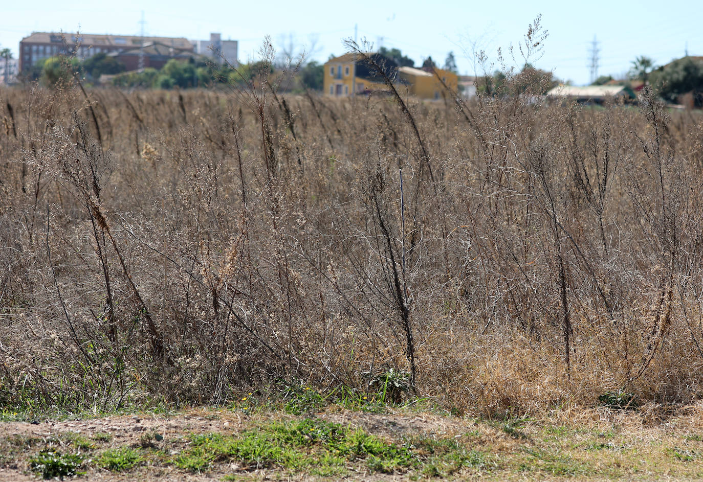 Diferencias. En l'Horta Sud proliferan cada vez más los campos abandonados y con maleza, mientras en l'Horta Nord se mantiene con primor donde se cultiva la chufa