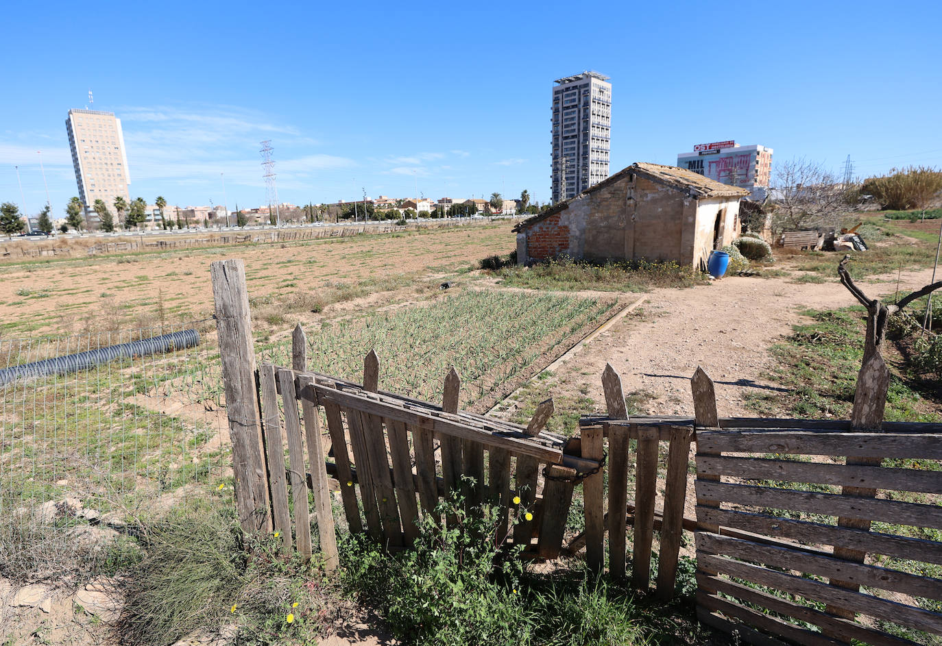 Diferencias. En l'Horta Sud proliferan cada vez más los campos abandonados y con maleza, mientras en l'Horta Nord se mantiene con primor donde se cultiva la chufa