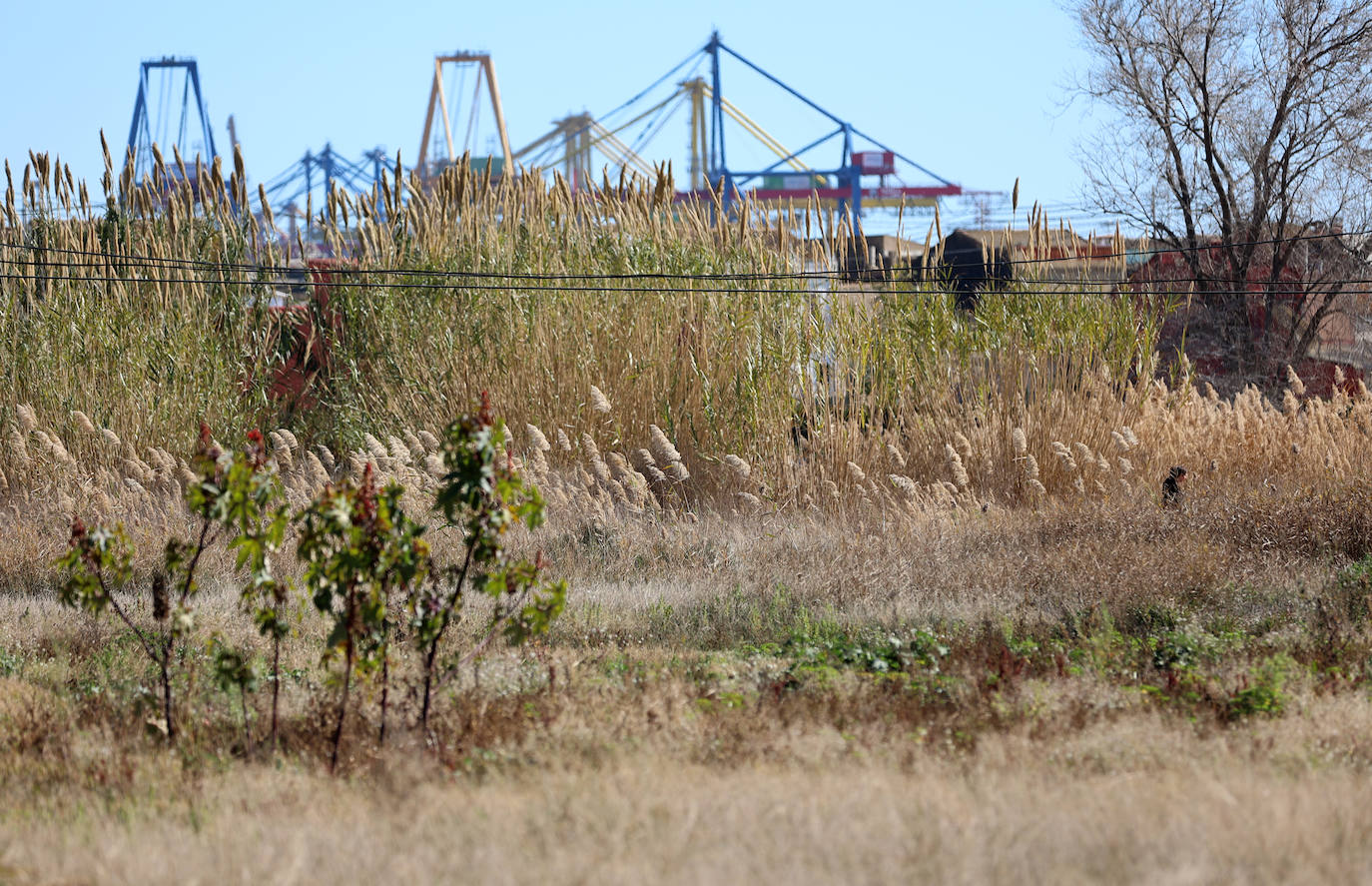 Diferencias. En l'Horta Sud proliferan cada vez más los campos abandonados y con maleza, mientras en l'Horta Nord se mantiene con primor donde se cultiva la chufa