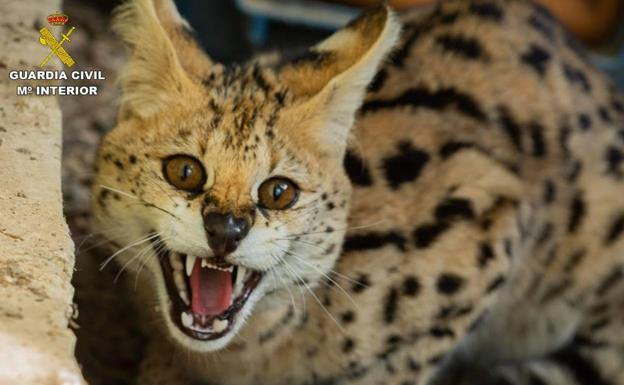 Serval africano salvaje | Rescatan un serval africano que deambulaba por un pueblo de Alicante