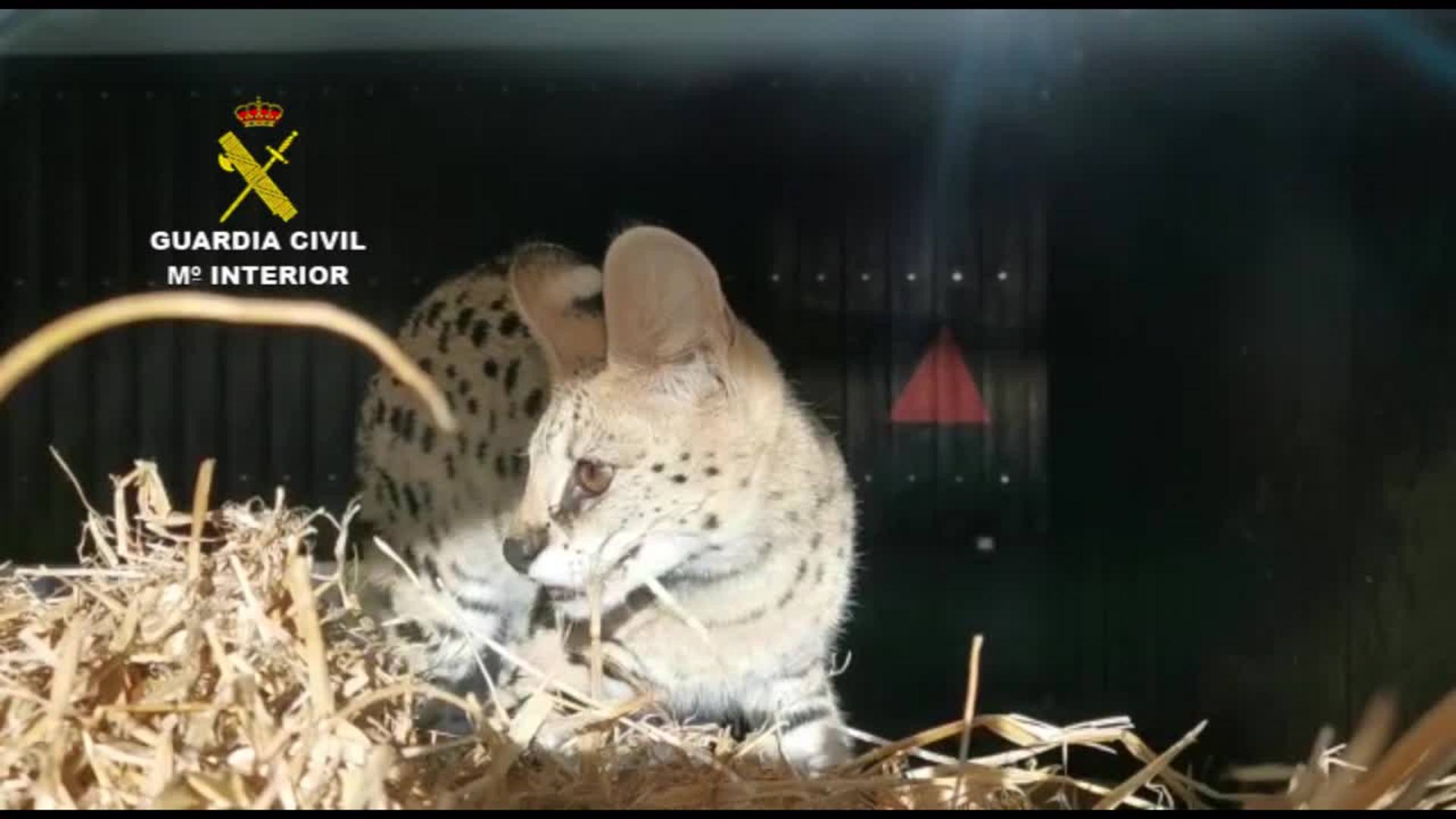 Encuentran un serval africano en Polop