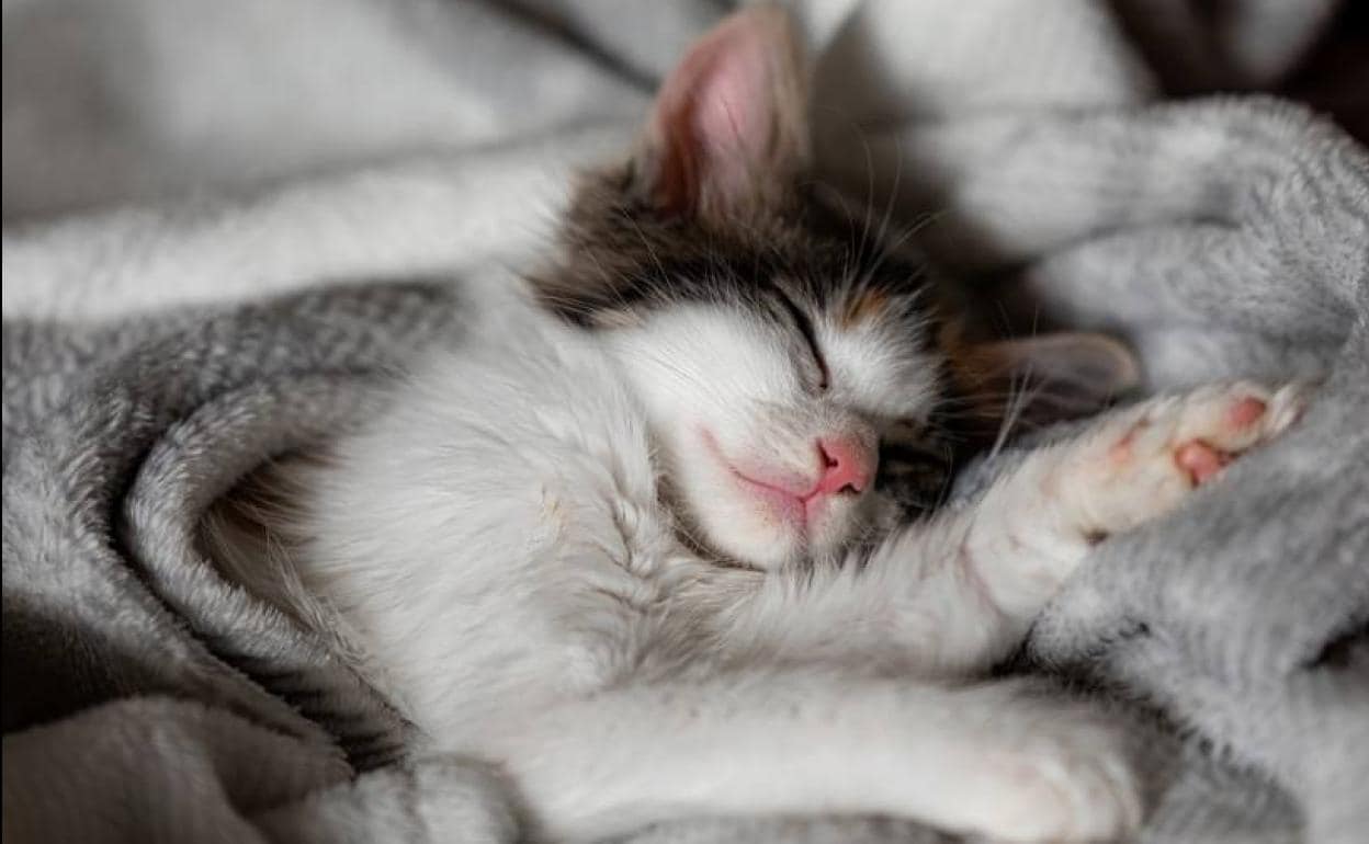 Gatos en casa | Mi gato duerme mucho, ¿es normal? | Las Provincias