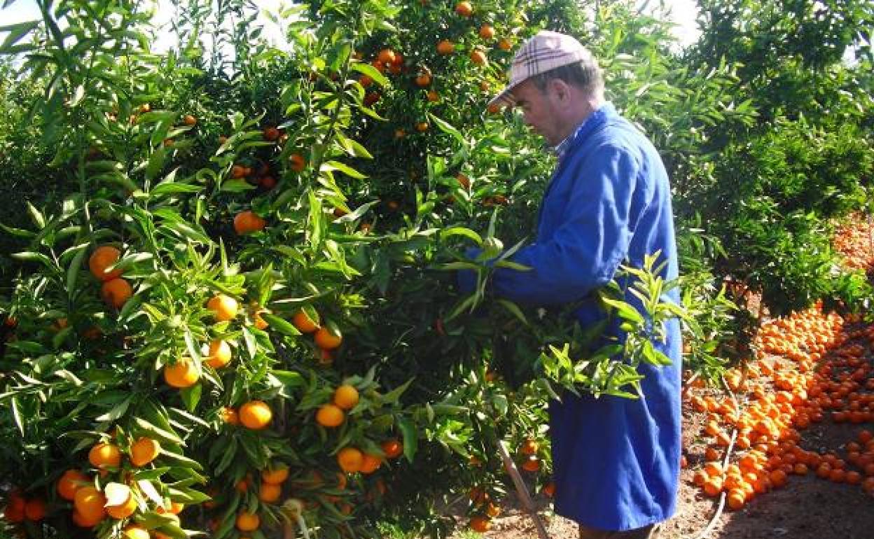 Naranjas | El valor de los cultivos citrícolas de Andalucía y Murcia triplican a los valencianos
