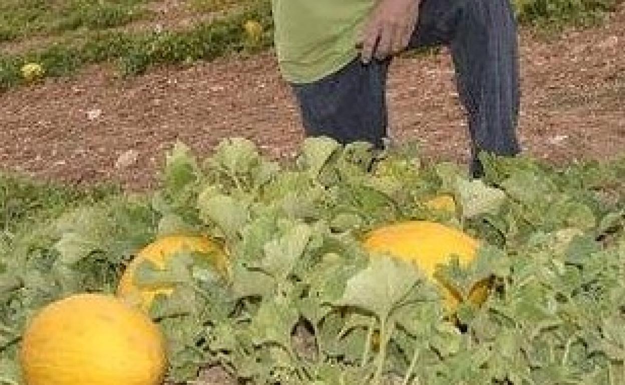 Plantación de la variedad autóctona de melón de Ontinyent, el meló d'or. 