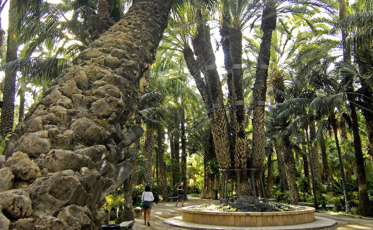 Huerto del Cura, en Elche. 