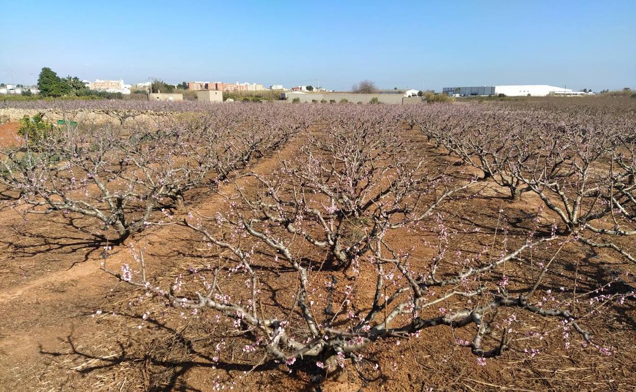 Un campo de melocotoneros con flores en Benifaió. 