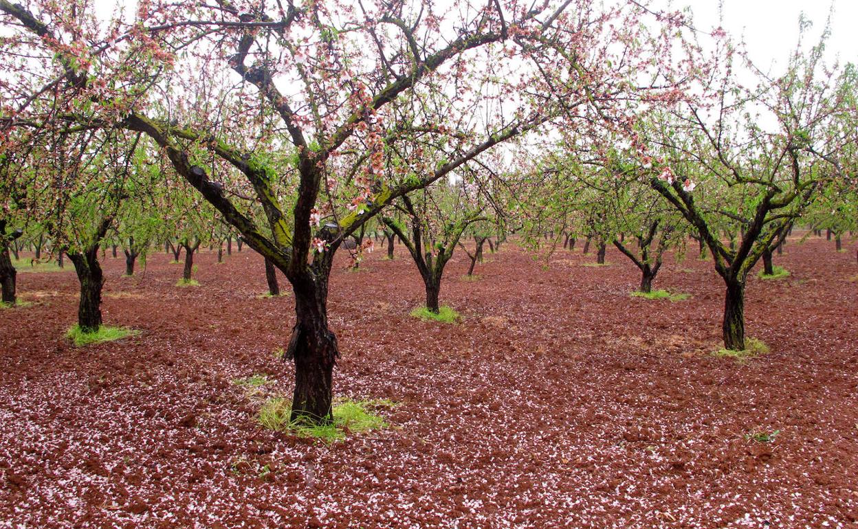 Un campo de almendros de Dénia este lunes. 