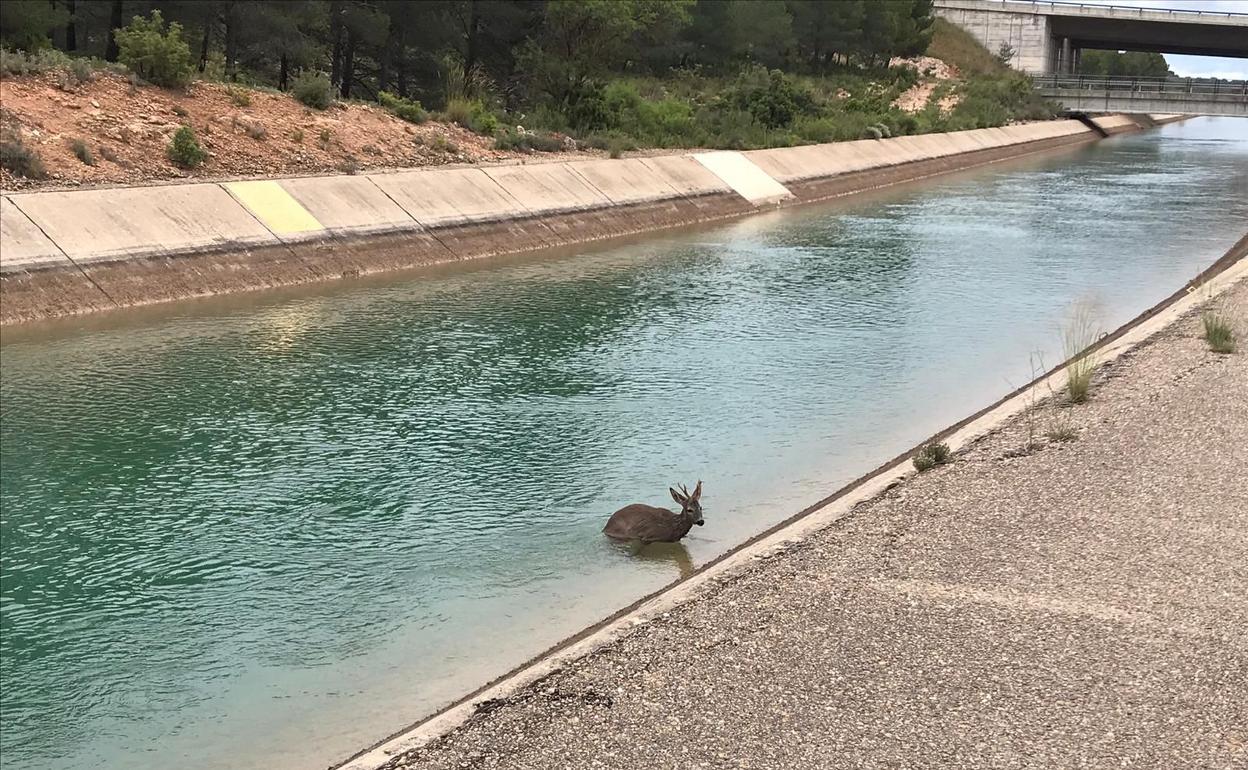 Un corzo atrapado en el trasvase.