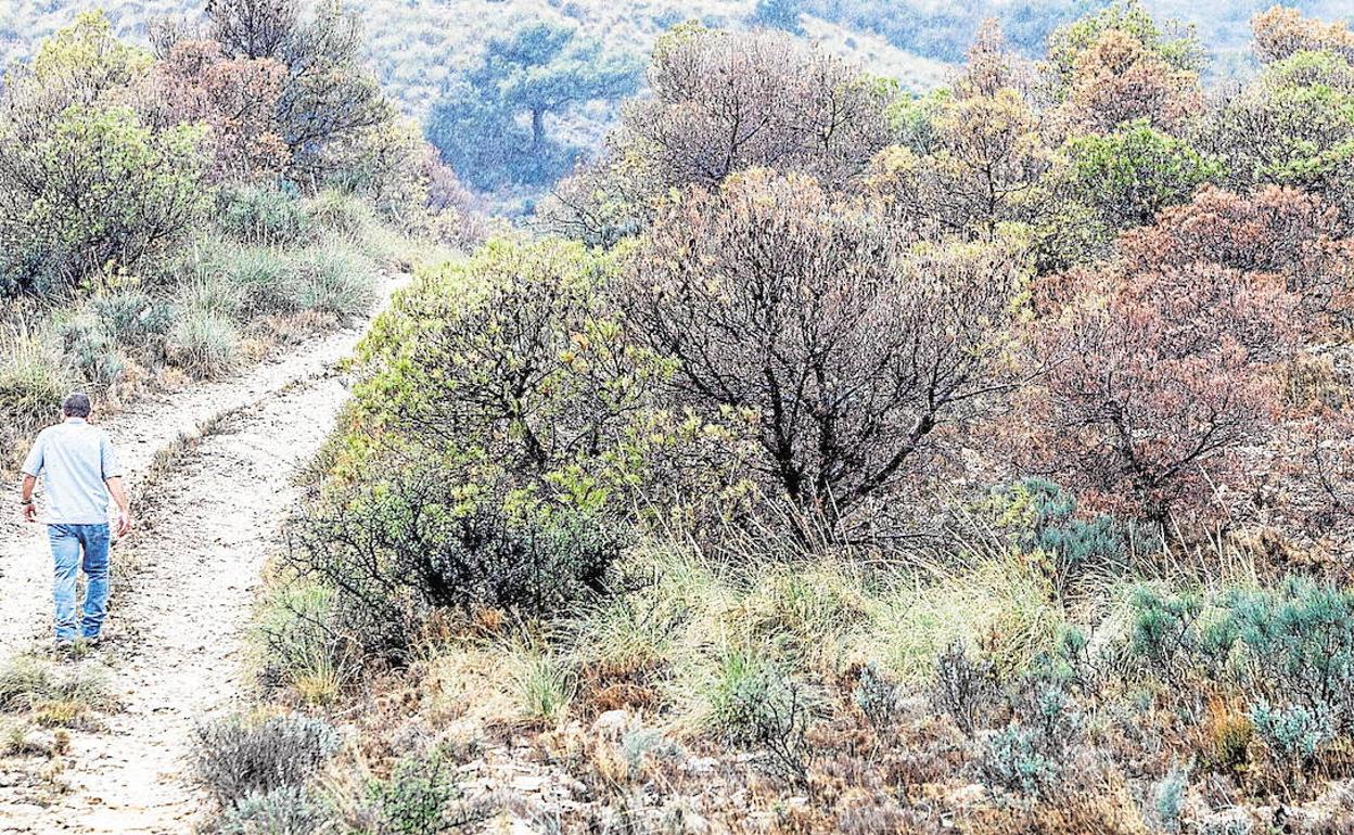 Caminos junto al río Monnegre. 