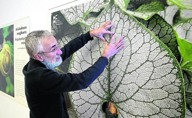 Pedro Alegría explica la geometría en la hoja con forma de corazón de una 'Brunnera macrophylla'. 