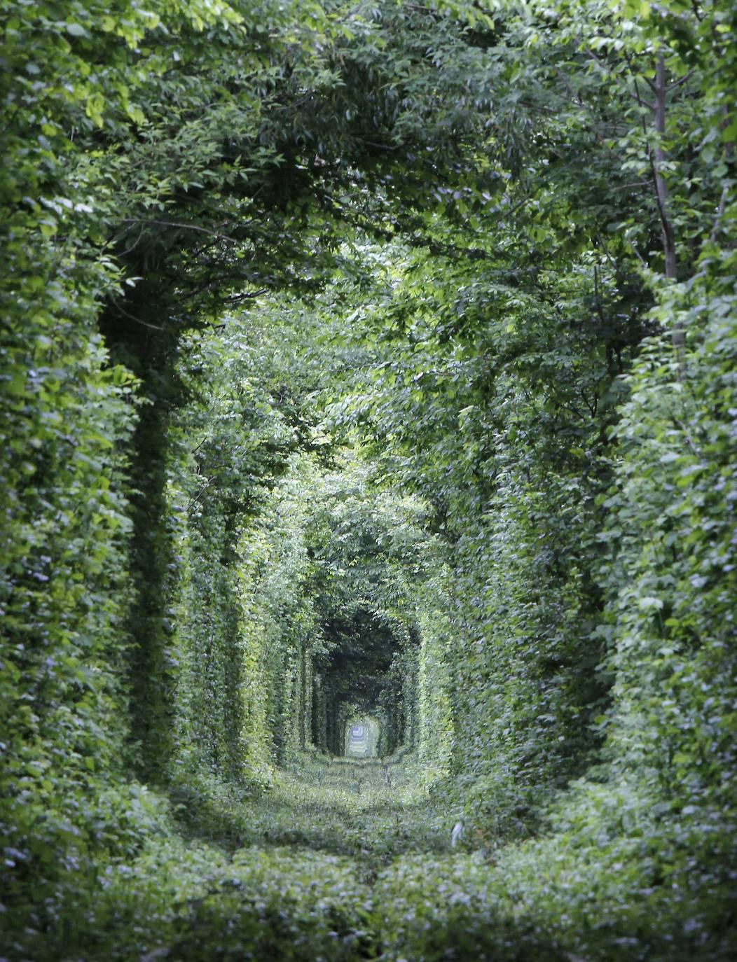 9.- Túnel del Amor (Klevan, Ucrania) | La historia de la formación de este túnel vegetal es muy curiosa. Cerca de Klevan había un aserradero que recibía los troncos por ferrocarril. La vegetación de la zona es tupida y de rápido crecimiento. En su ir y venir, la locomotora fue moldeando el túnel natural con su techo y paredes de verdor natural. Ahora el lugar es uno de los santuarios de los enamorados ucranianos y de todo el mundo con su atrayente pasillo y su vieja vía férrea.