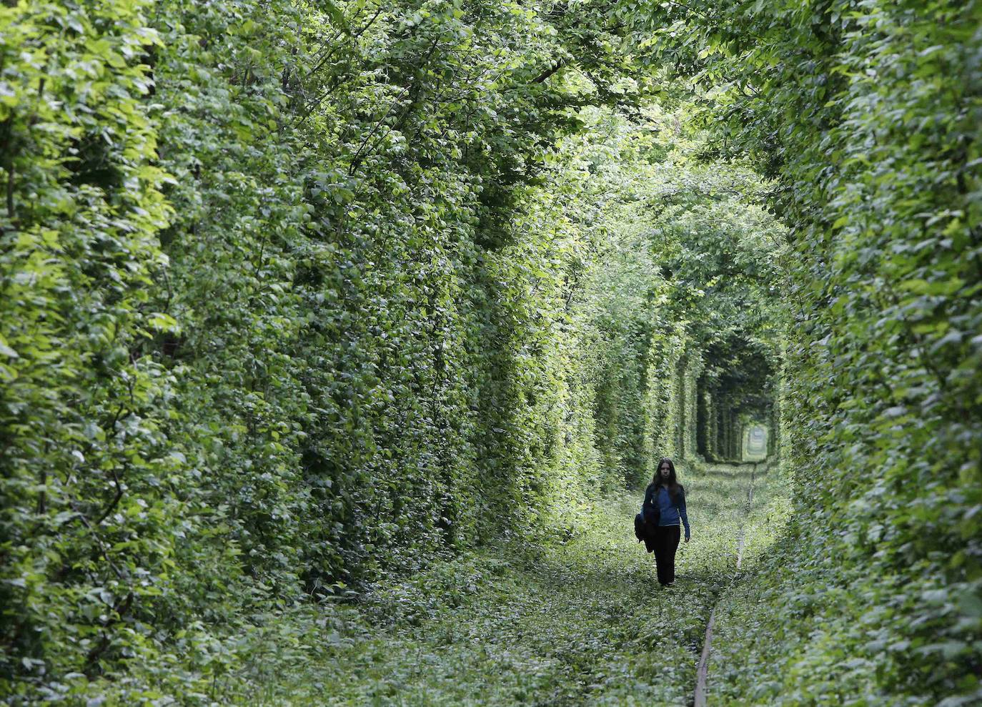 9.- Túnel del Amor (Klevan, Ucrania) | La historia de la formación de este túnel vegetal es muy curiosa. Cerca de Klevan había un aserradero que recibía los troncos por ferrocarril. La vegetación de la zona es tupida y de rápido crecimiento. En su ir y venir, la locomotora fue moldeando el túnel natural con su techo y paredes de verdor natural. Ahora el lugar es uno de los santuarios de los enamorados ucranianos y de todo el mundo con su atrayente pasillo y su vieja vía férrea.