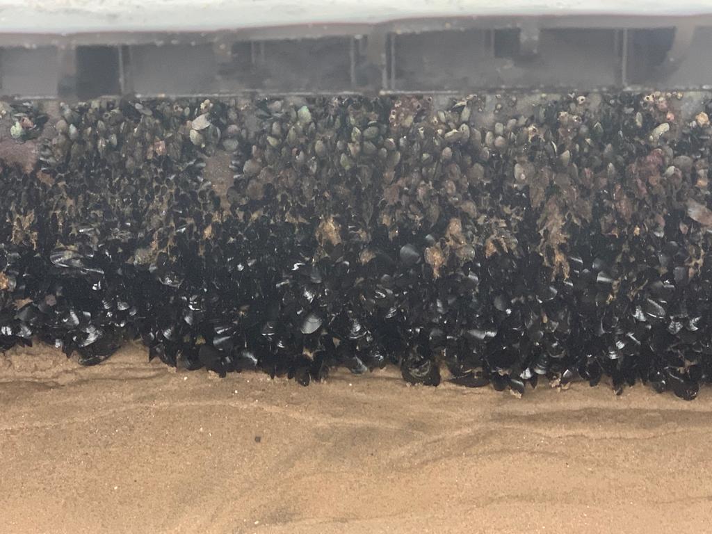 Restos de los anillos de una piscifactoría en la playa del Saler