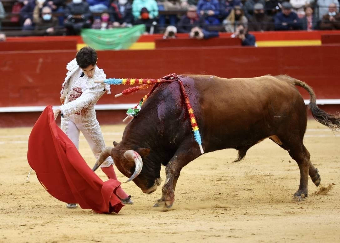 Este miércoles se ha reanudado la Feria Taurina de Fallas 2022 en la Plaza de Toros de Valencia. Han hecho el paseíllo los novillos de El Pilar para 'El Niño de las Monjas', Álvaro Alarcón y Manuel Perera.