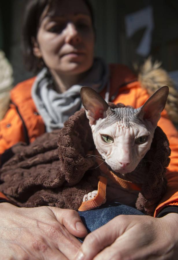 Anastasia viaja con un gato esfinge, muy delicado, y se turna con sus dos hijos para cubrirlo con una manta y que no pase frío ni le dé el sol.