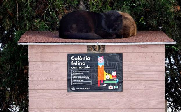 El Ayuntamiento instala casetas para gatos en los solares de Valencia 