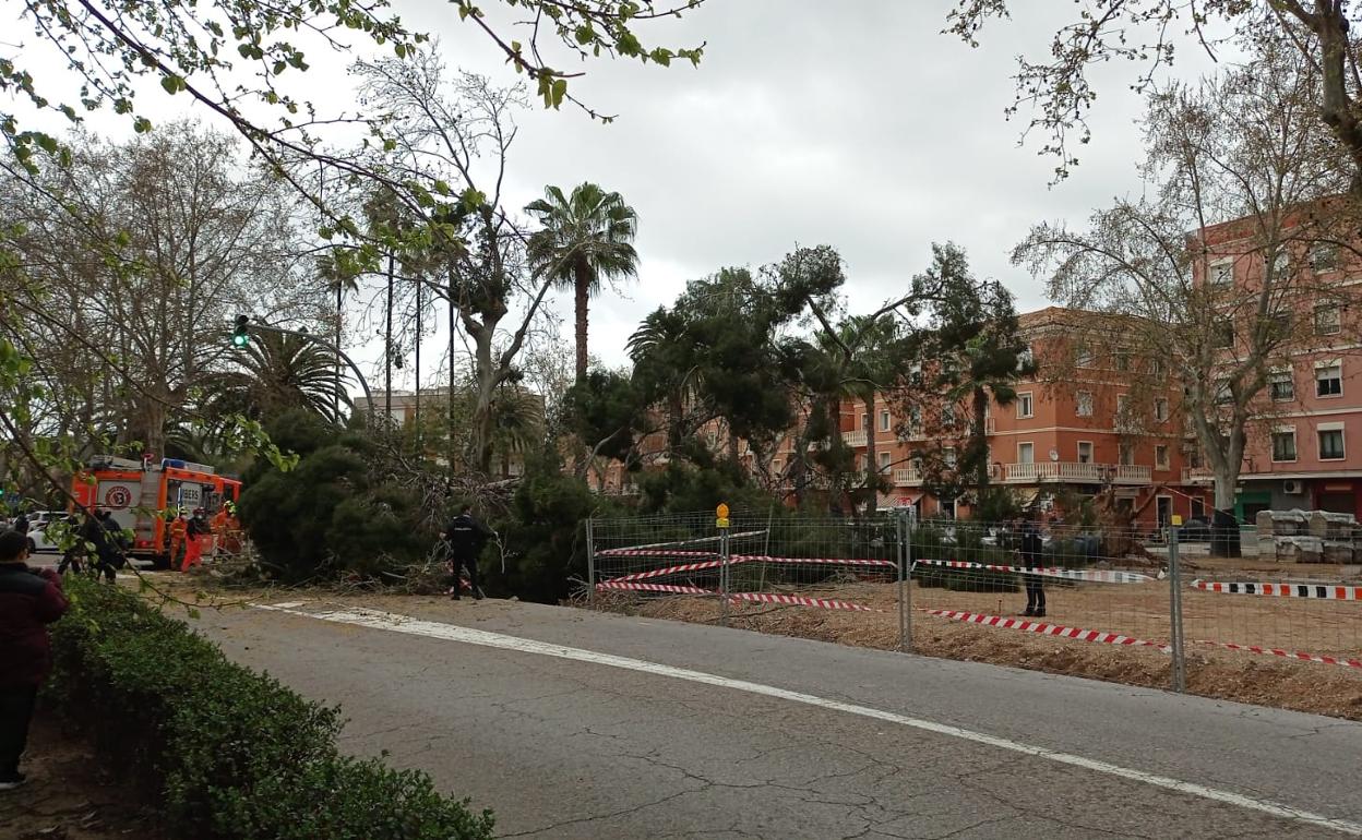 Algemesí sancionará a una empresa por provocar la caída de un árbol monumental