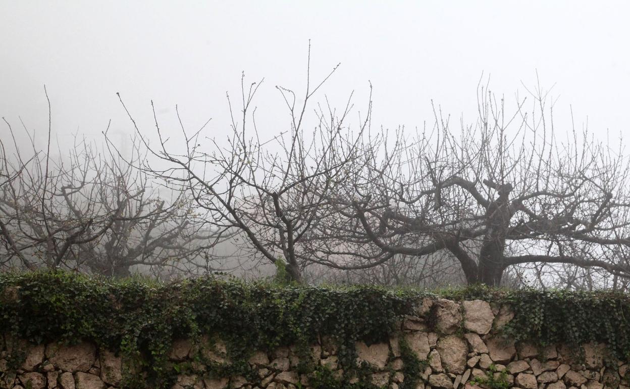 Cerezos esta mañana en la Vall de Laguar. 