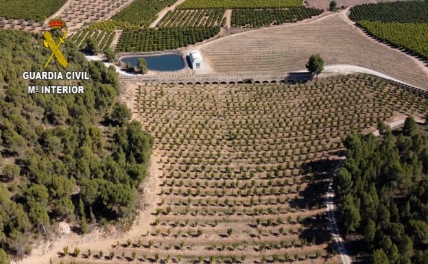 Vista aérea de una de las parcelas de mandarinos. 