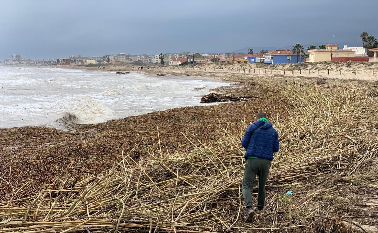 Playa de Marenys de Rafalcaid, en Gandia, llena de cañas que ha arrojado el río Serpis. 