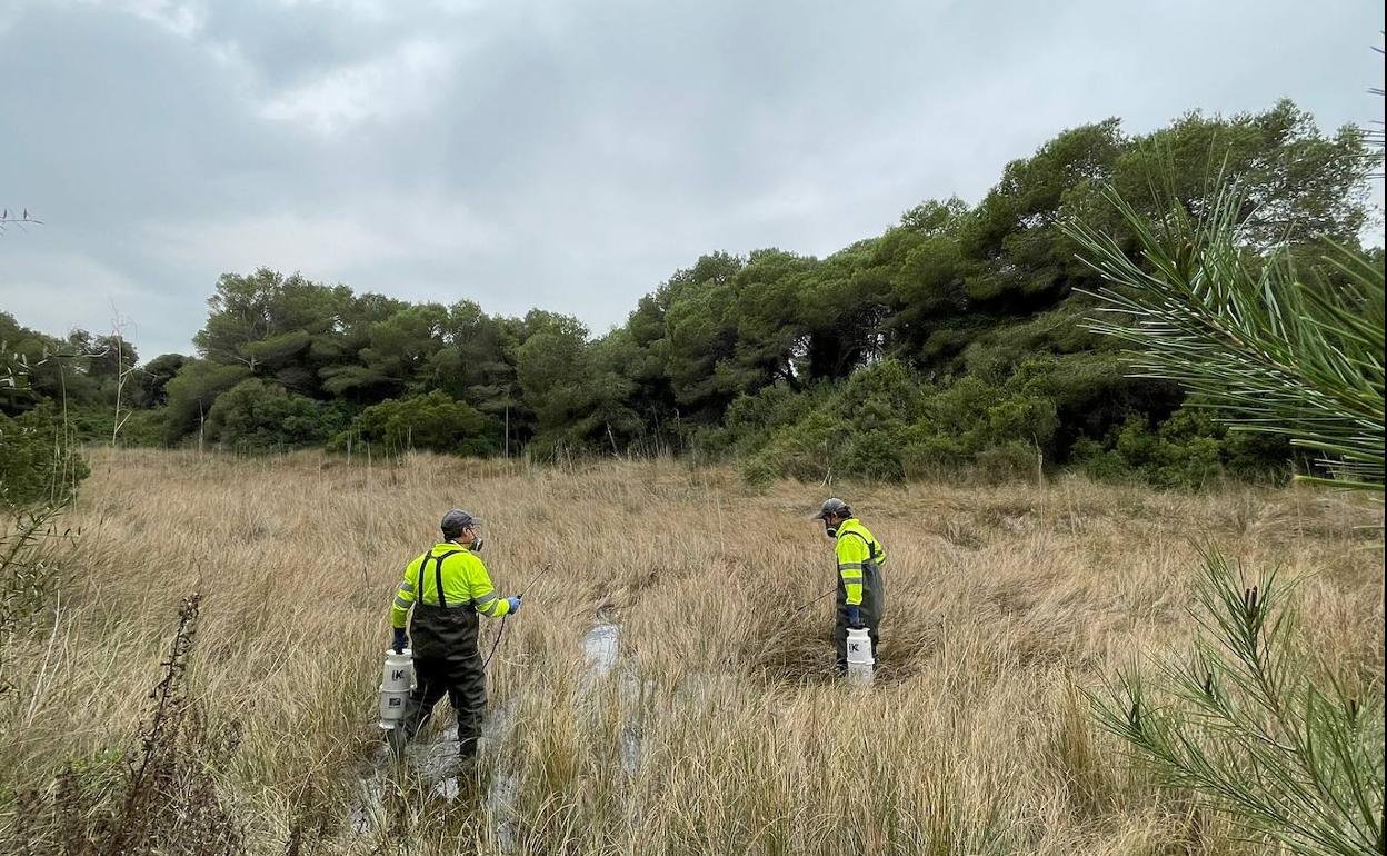 Trabajos de fumigación en la Albufera esta semana. 