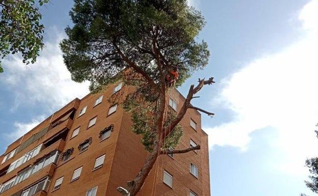 Imagen principal - La caída de un árbol en Paterna causa daños en cuatro vehículos