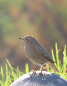 Imagen secundaria 2 - Algunas de las especies de aves que pueden avistarse en la ruta. 