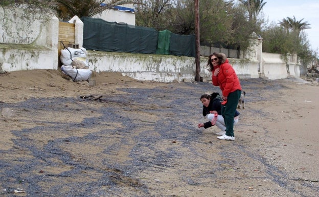 Dos personas se acercan a ver estos hidrozoos en la playa de Blay Beach. 