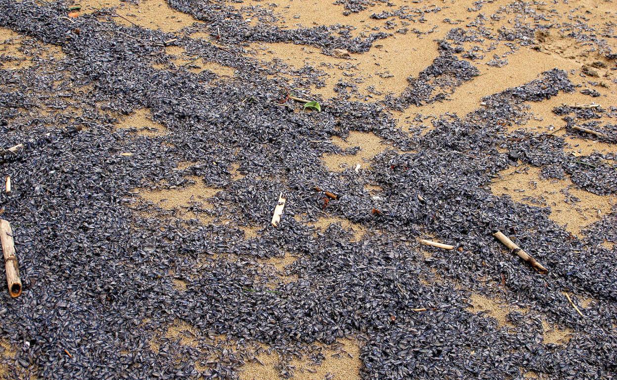 Las pequeñas medusas que han aparecido en el litoral de Dénia. 