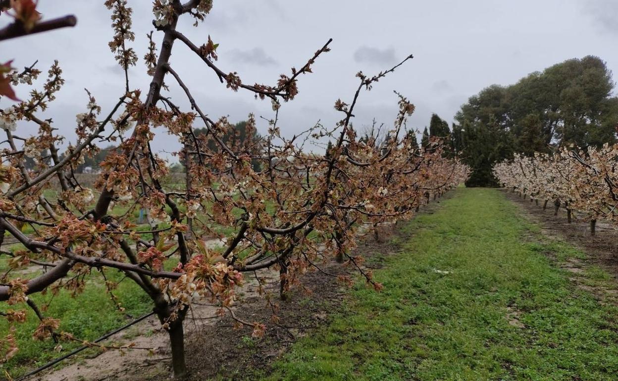 Almendros helados por el temporal. 