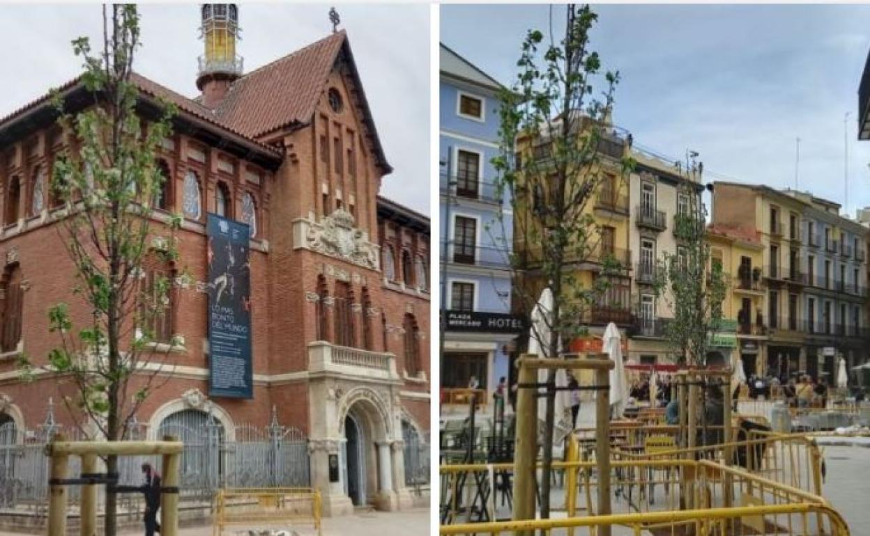 Los primeros árboles plantados. 