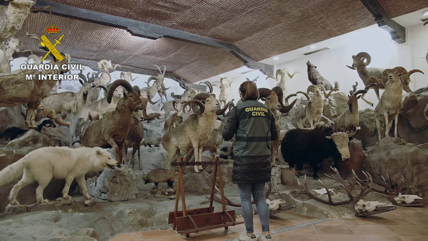 El museo de taxidermia de Bétera tiene 1.090 animales disecados y está valorado en 29 millones de euros