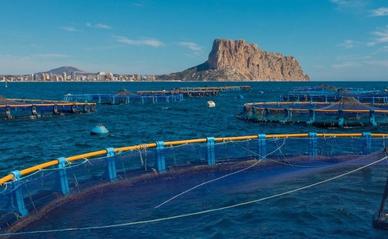 La piscifactoría ubicada frente al litoral del Calp. 