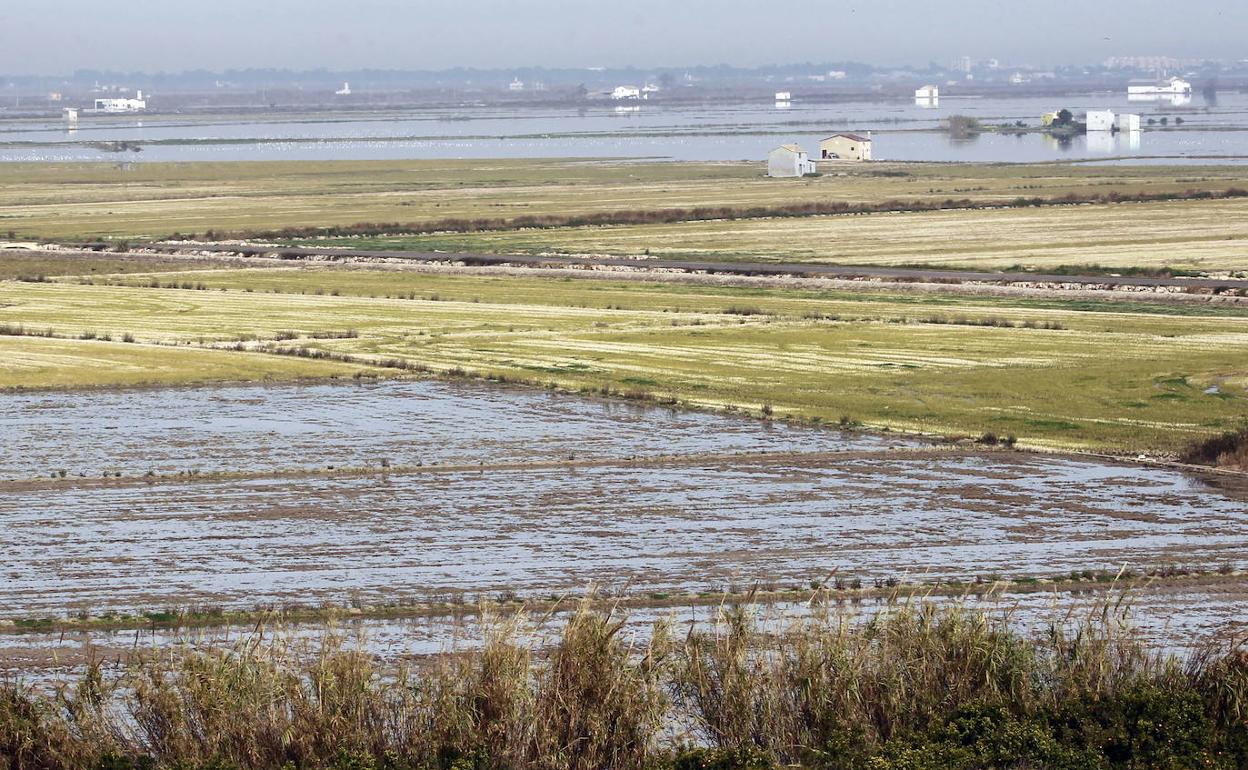 Arrozales inundados en el parque de la Albufera 