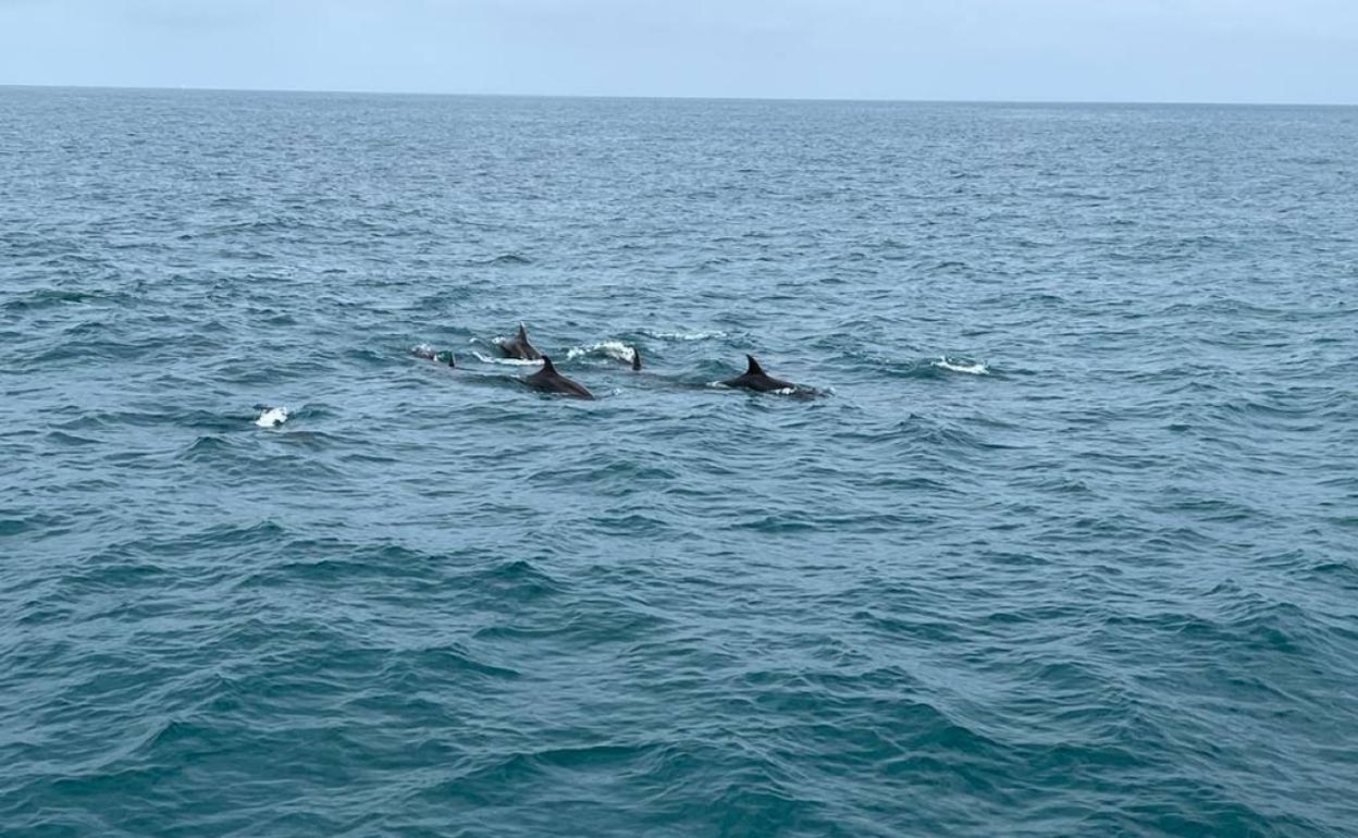 Uno de los grupos de delfines avistados en aguas de Dénia. 