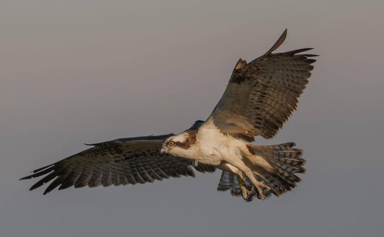 Estell, el águila pescadora delMarjal de Pego-Oliva. 