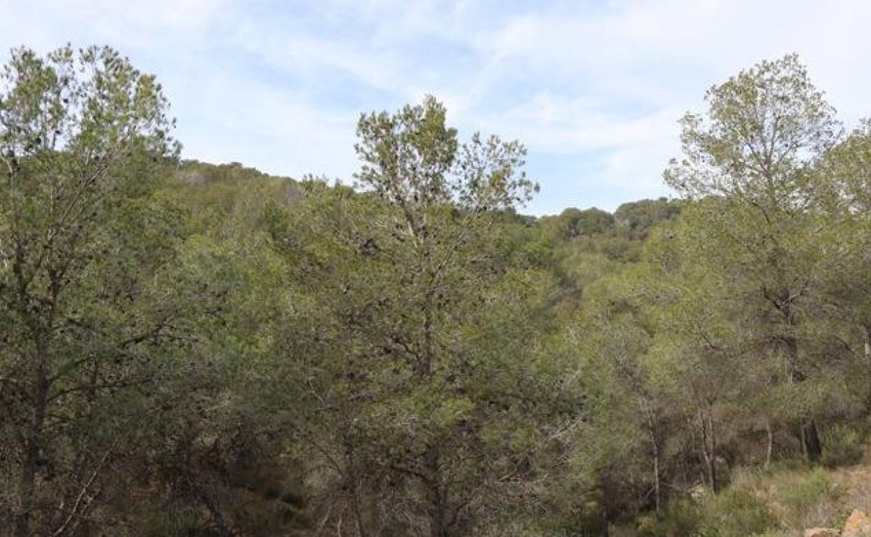 Paraje de la montaña de Romeu. 